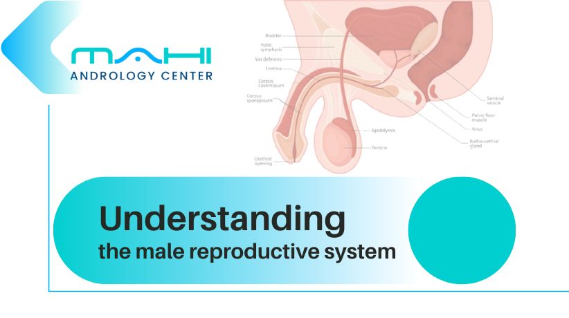 Understanding male reproductive system diagram and anatomy